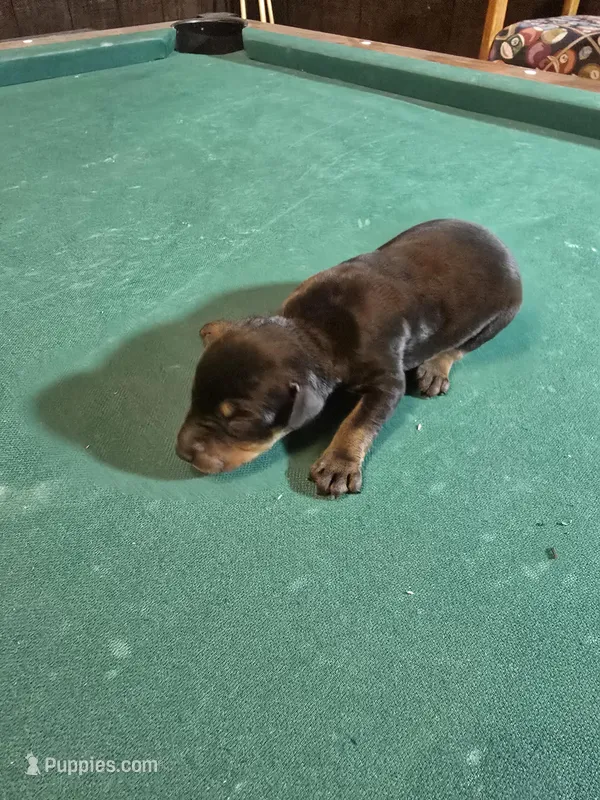 Larimar dobermans, a female Doberman Pinscher for sale in Davison, MI – Photo 1 of 5