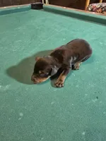 Larimar dobermans, a female Doberman Pinscher for sale in Davison, MI – Photo 1 of 5