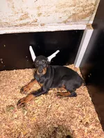 Larimar dobermans, a male Doberman Pinscher for sale in Davison, MI – 2 of 2