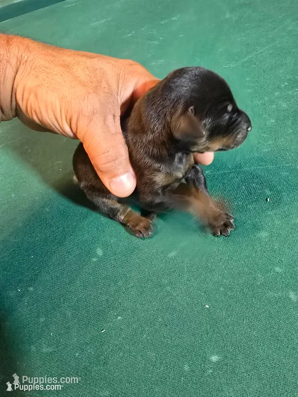 Larimar – Doberman Pinscher puppy for sale in Davison, MI