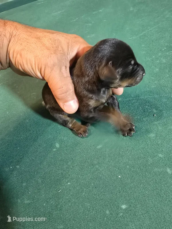 Larimar, a female Doberman Pinscher for sale in Davison, MI – Photo 1 of 4