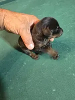 Larimar, a female Doberman Pinscher for sale in Davison, MI – Photo 1 of 4