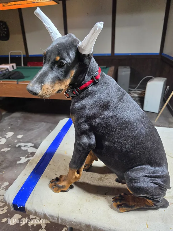 Larimar – Doberman Pinscher puppy for sale in Davison, MI