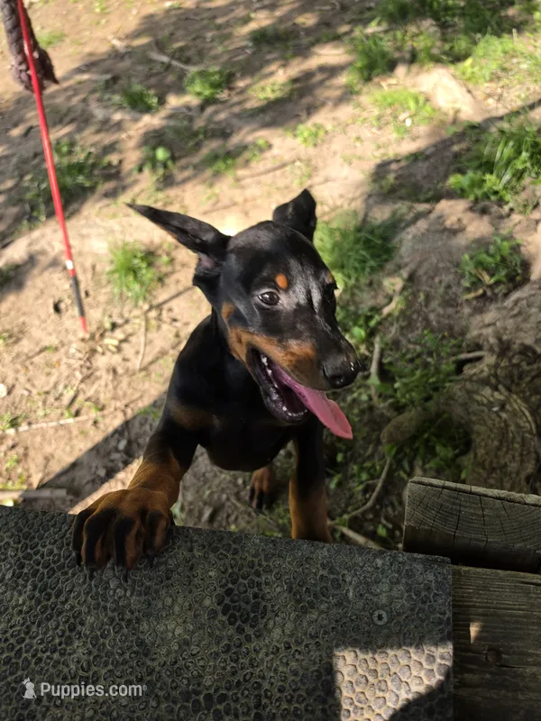 Larimar dobermans – Doberman Pinscher puppy for sale in Davison, MI