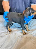 Larimar dobermans, a male Doberman Pinscher for sale in Davison, MI – 1 of 3