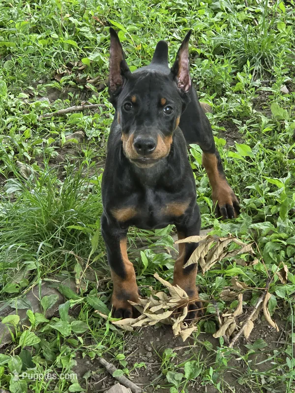 Larimar – Doberman Pinscher puppy for sale in Davison, MI