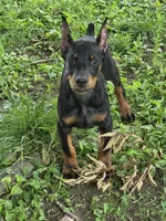 Larimar, a male Doberman Pinscher for sale in Davison, MI – 1 of 1