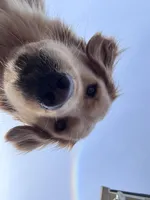 Puppy 1, a  Golden Retriever for sale in Columbia, TN – Photo 9 of 10