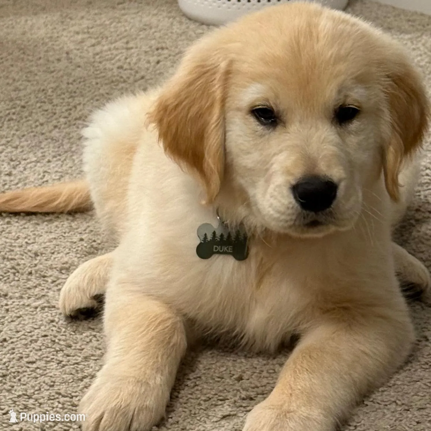 Puppy 1, a  Golden Retriever for sale in Columbia, TN – Photo 5 of 10