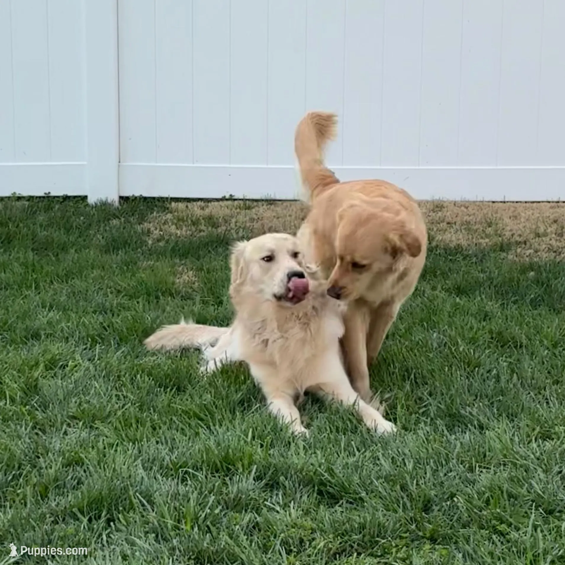 Puppy 1, a  Golden Retriever for sale in Columbia, TN – Photo 10 of 10