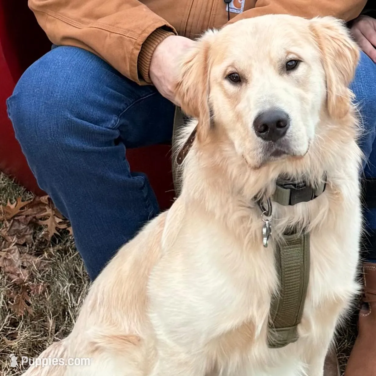 Puppy 1, a  Golden Retriever for sale in Columbia, TN – Photo 7 of 10