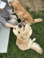 Puppy 1, a  Golden Retriever for sale in Columbia, TN – Photo 4 of 10