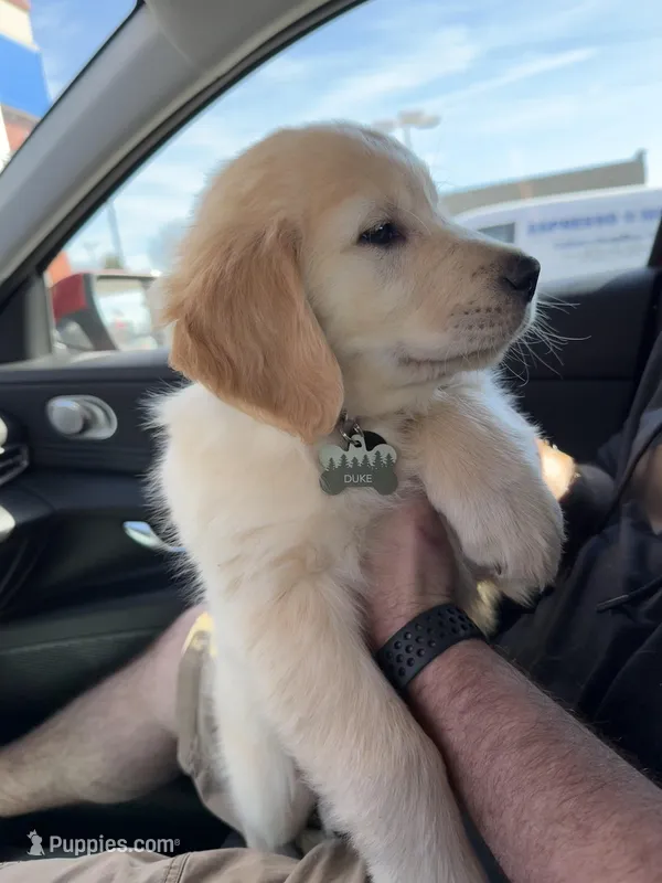 Puppy 1 – Golden Retriever puppy for sale in Columbia, TN