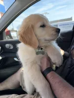 Puppy 1, a  Golden Retriever for sale in Columbia, TN – Photo 1 of 10