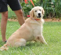 Puppy 1, a  Golden Retriever for sale in Columbia, TN – Photo 8 of 10
