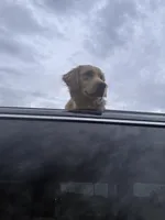 Puppy 1, a  Golden Retriever for sale in Columbia, TN – Photo 3 of 10