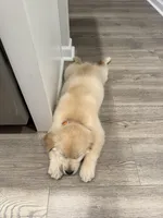 Puppy 1, a  Golden Retriever for sale in Columbia, TN – Photo 6 of 10