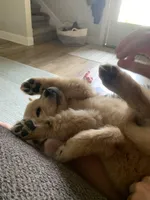 Puppy 1, a  Golden Retriever for sale in Columbia, TN – Photo 2 of 10