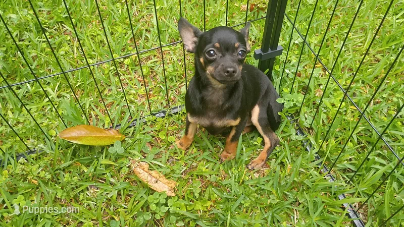 Blackie – Chihuahua puppy for sale in Braxton, MS