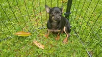 Blackie, a male Chihuahua for sale in Braxton, MS – 1 of 1