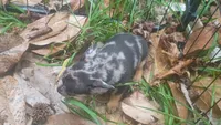 Merle girl (no name), a female Chihuahua for sale in Braxton, MS – 1 of 2