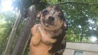 Merle girl (no name), a female Chihuahua for sale in Braxton, MS – 2 of 2