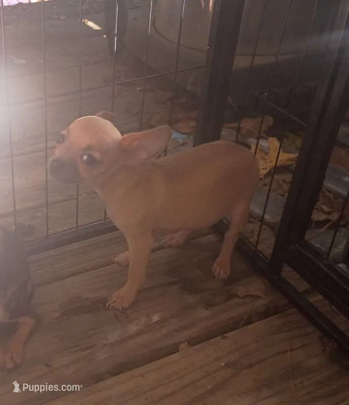Brown (no name) – Chihuahua puppy for sale in Braxton, MS