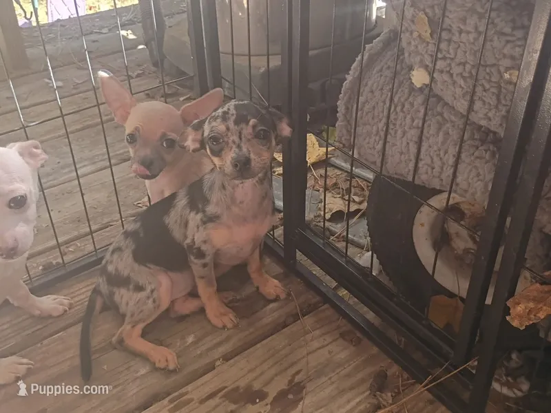 Merle girl (no name) – Chihuahua puppy for sale in Braxton, MS
