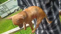 Merle (no name), a female Chihuahua for sale in Braxton, MS – 3 of 3