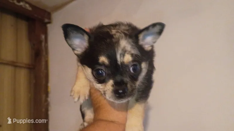 Long hair Merle (no name) – Chihuahua puppy for sale in Braxton, MS