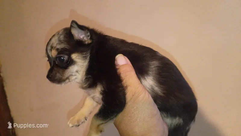 Long hair Merle (no name) – Chihuahua puppy for sale in Braxton, MS