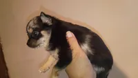 Long hair Merle (no name), a female Chihuahua for sale in Braxton, MS – 1 of 2