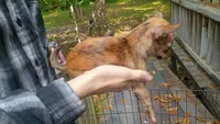 Merle (no name), a female Chihuahua for sale in Braxton, MS – 2 of 3