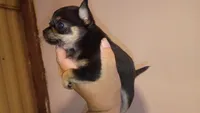 Black and brown (no name), a female Chihuahua for sale in Braxton, MS – 1 of 1