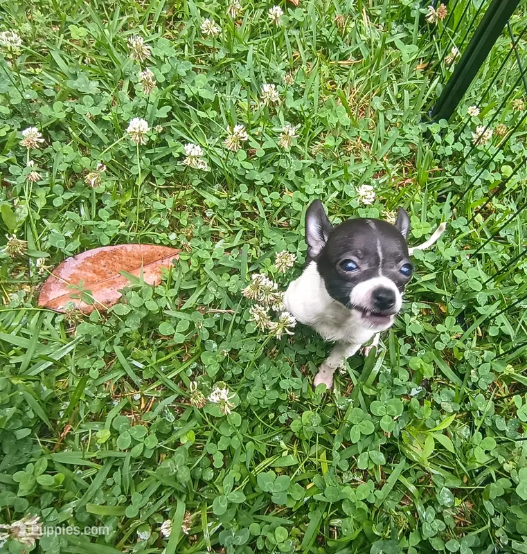 White & Black (no name) – Chihuahua puppy for sale in Braxton, MS