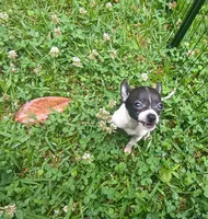 White & Black (no name), a male Chihuahua for sale in Braxton, MS – 1 of 1