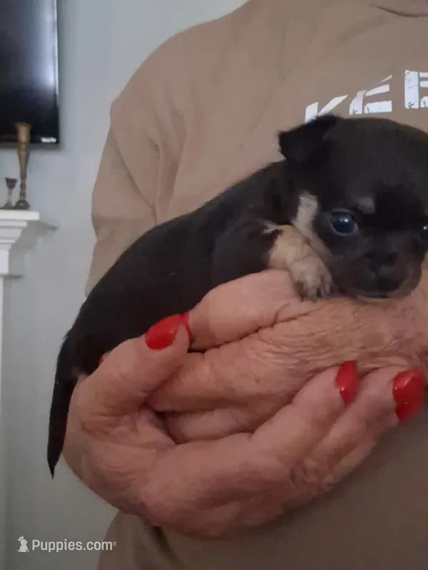 Black& Brown (no name) – Chihuahua puppy for sale in Braxton, MS