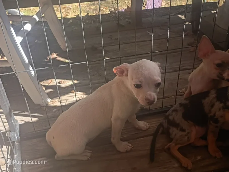 Cream (no name) – Chihuahua puppy for sale in Braxton, MS