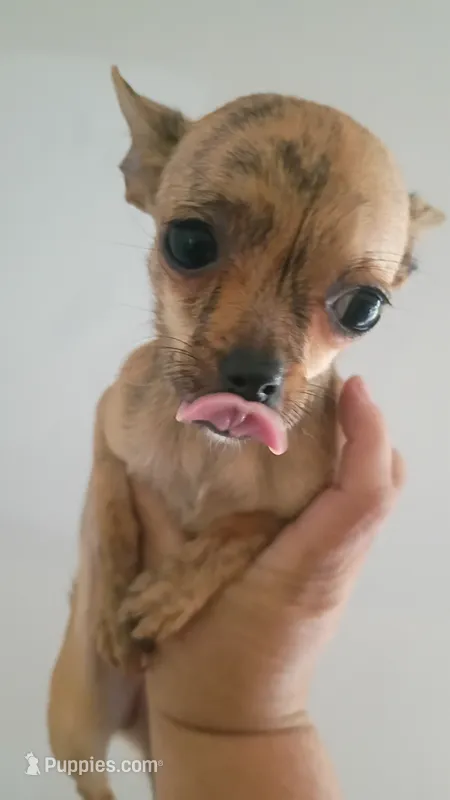 Merle (no name) – Chihuahua puppy for sale in Braxton, MS