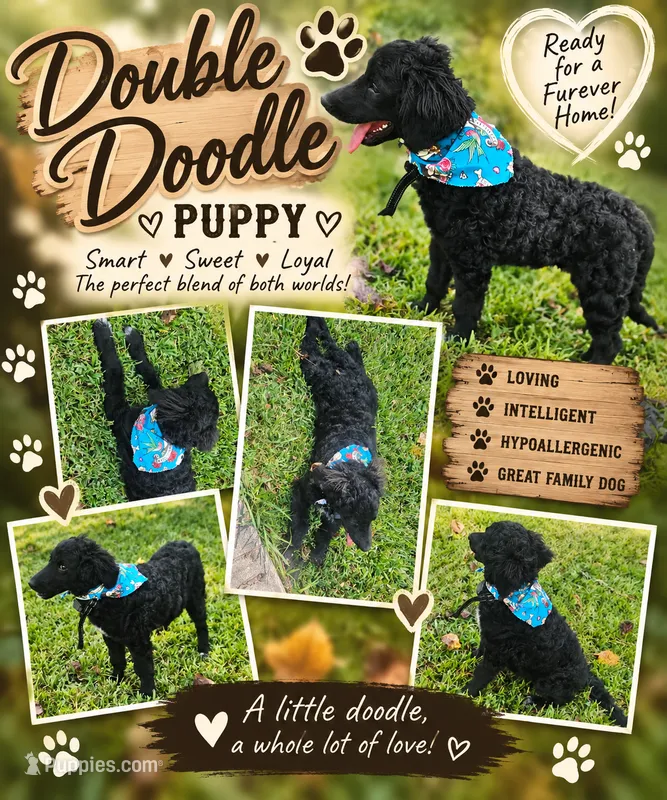 BERNEDOODLES/DOUBLE DOODLE E – Bernedoodle puppy for sale in Florence, MS