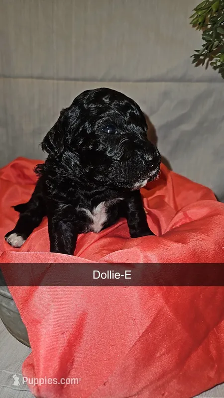 BERNEDOODLES/DOUBLE DOODLE E – Bernedoodle puppy for sale in Florence, MS