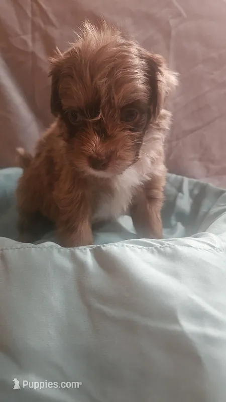 Aussiedoodle G – Aussiedoodle puppy for sale in Florence, MS