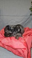 BERNEDOODLES/DOUBLE DOODLE C, a female Bernedoodle for sale in Florence, MS – 3 of 3