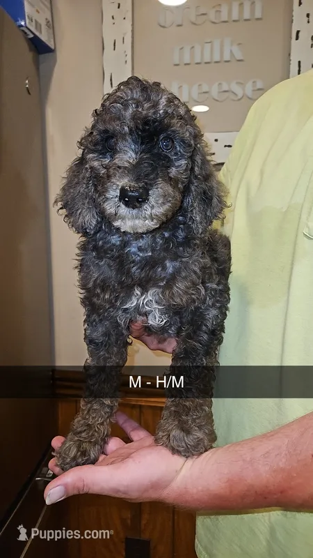 BERNEDOODLE – Bernedoodle, Poodle - Standard  puppy for sale in Florence, MS