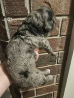 BERNEDOODLES/DOUBLE DOODLES , a female Goldendoodle and Bernedoodle for sale in Florence, MS – 4 of 6