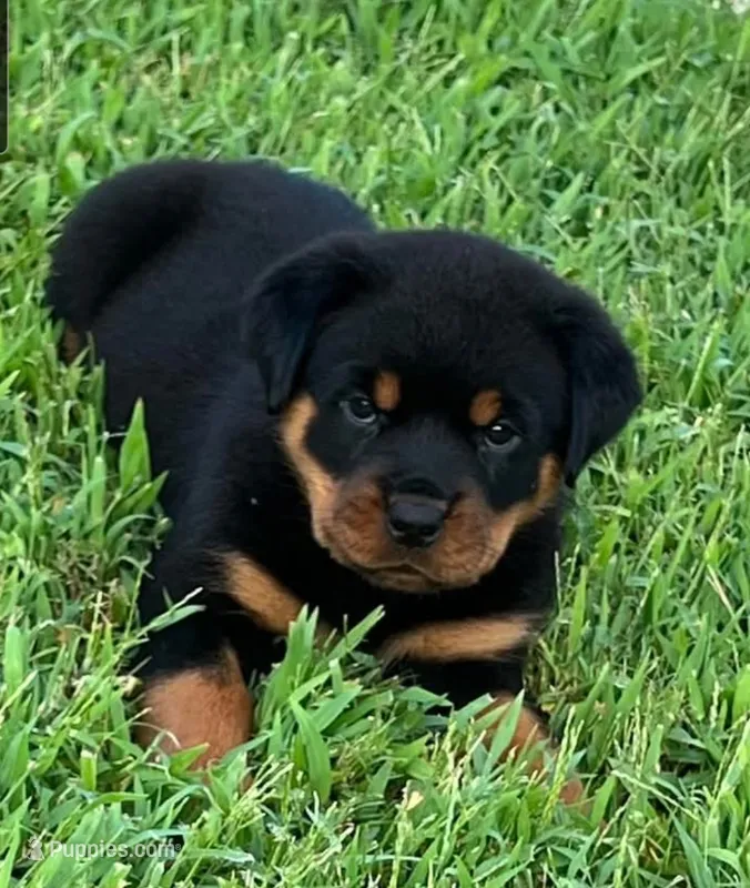 Rottweiler C – Rottweiler puppy for sale in Florence, MS