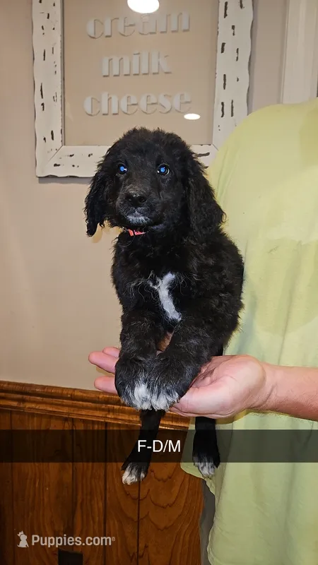 BERNEDOODLES/DOUBLE DOODLE E – Bernedoodle puppy for sale in Florence, MS