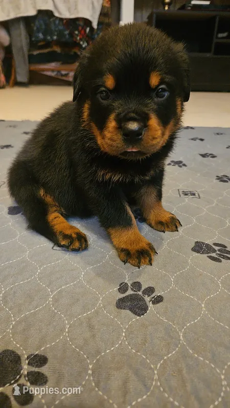 Rottweiler B – Rottweiler puppy for sale in Florence, MS