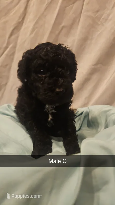 Poodle- Aurora A – Poodle - Toy , Poodle - Miniature  puppy for sale in Florence, MS