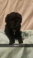 Poodle- Aurora A, a male Poodle - Toy  and Poodle - Miniature  for sale in Florence, MS – 4 of 5